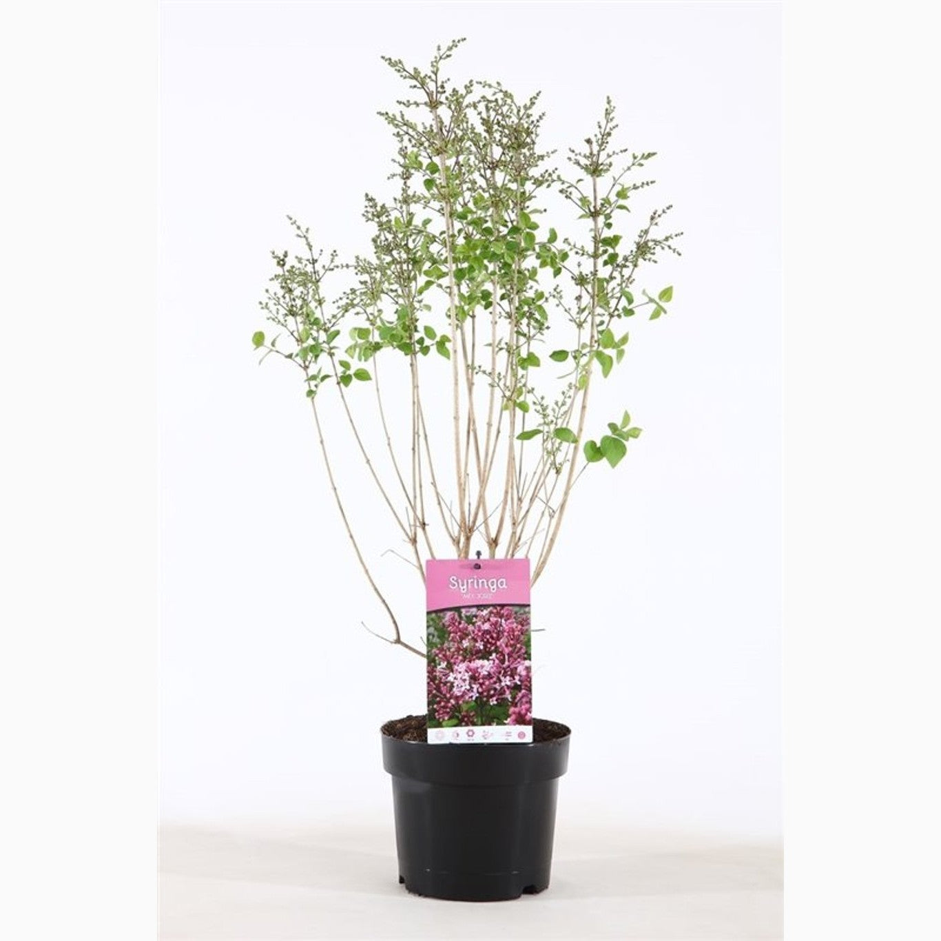 Syren – Syringa 'Josée' - C3